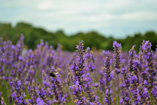 Photo by mum. Bees at Mayfield Lavender Farm. 